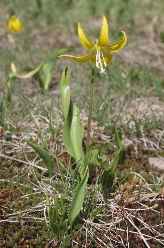 LILIACEAE - ERYTHRONIUM GRANDIFLORUM - GLACIER LILY - HURRICANE RIDGE ONP (2).jpg