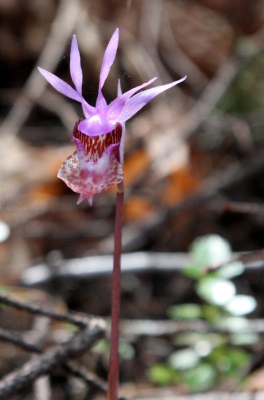 ORCHIDACEAE - CALYPSO BULBOSA - FAIRYSLIPPER - SPRUCE RAILROAD TRAIL WA (5).JPG