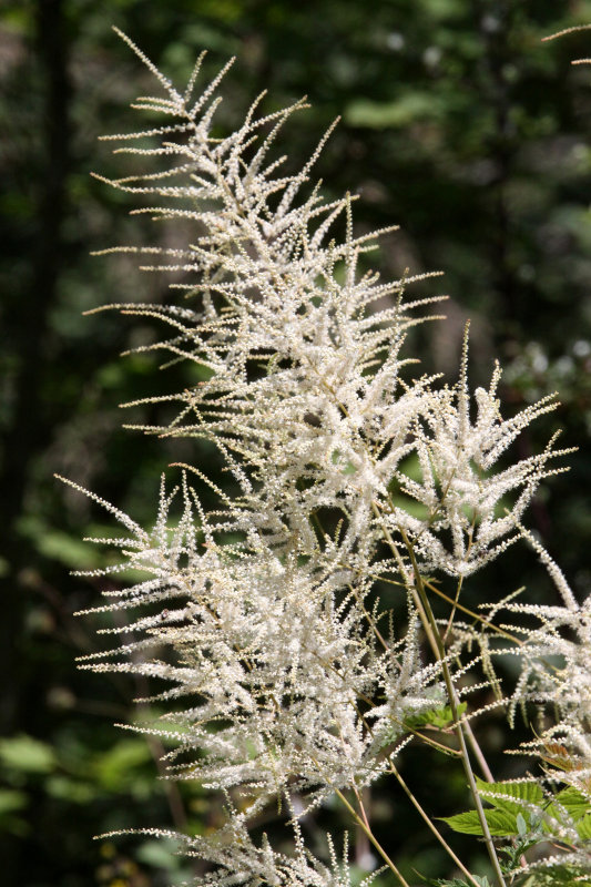 ROSACEAE - ARUNCUS DIOICUS - GOATSBEARD - SEQUIM RAILROAD PARK WA (2).JPG