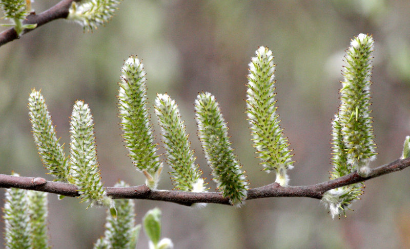 SALICACEAE - SALIX LUCIDA - PACIFIC WILLOW - ELWHA RIVER MOUTH TRAILS (3).JPG