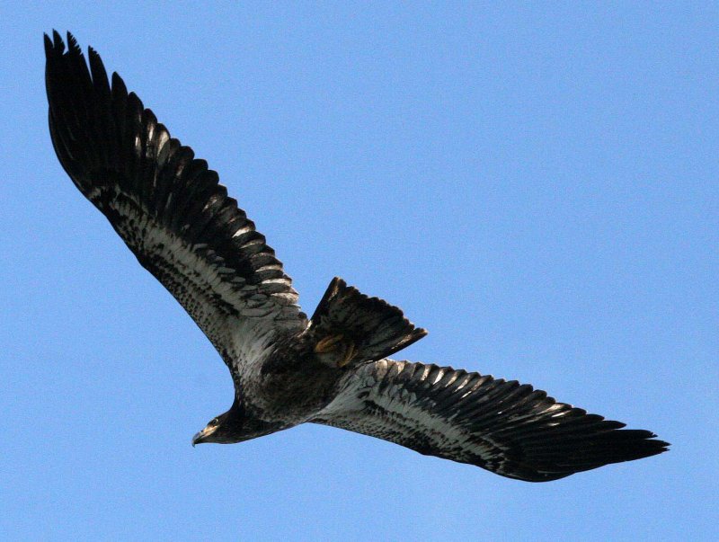 BIRD - EAGLE - BALD EAGLE - FISHING HUMBOLT SQUID - SEQUIM BAY WA (63).JPG