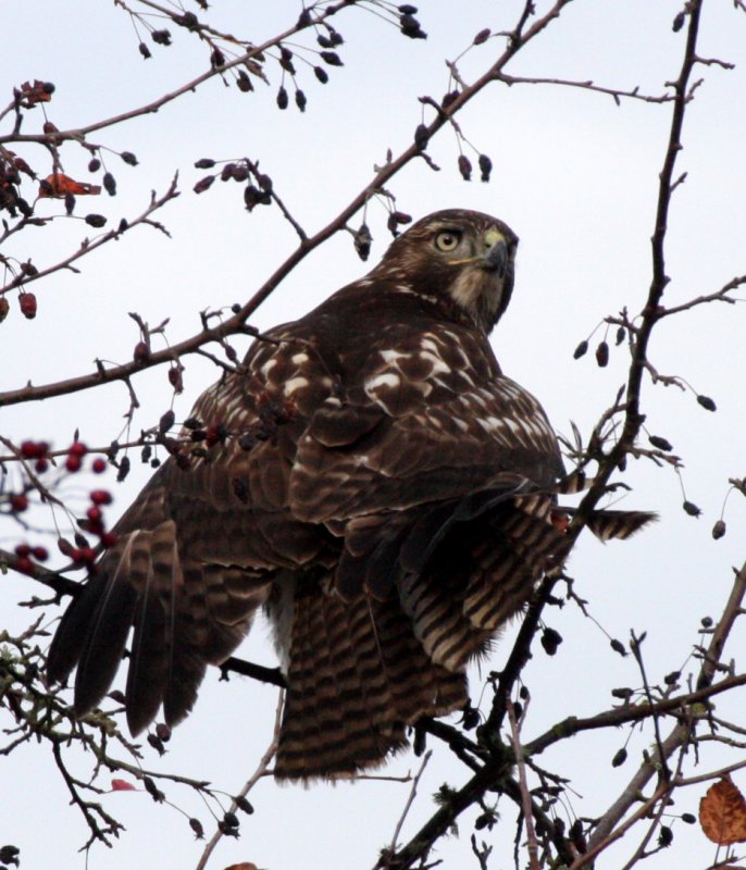 BIRD - HAWK - RED-TAILED HAWK - JAMESTOWN WA (20).JPG