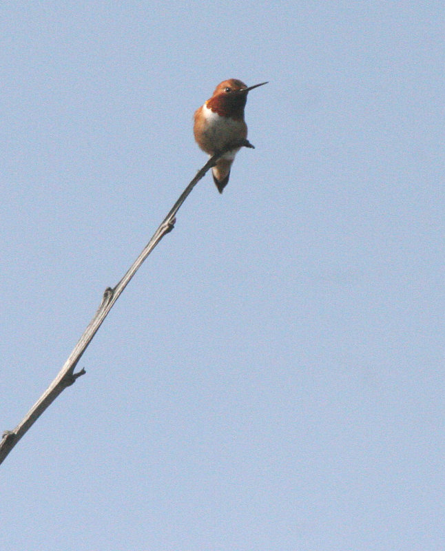 BIRD - HUMMINGBIRD - RUFOUS HUMMINGBIRD - ELWHA RIVER MOUTH TRAIL (13).JPG