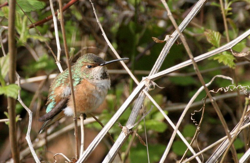 BIRD - HUMMINGBIRD - RUFOUS HUMMINGBIRD - LAKE FARM WA (19).JPG