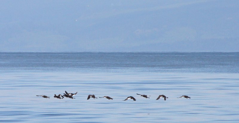 BIRD - SCOTER - WHITE-WINGED SCOTERS IN STRAIT OF JUAN DE FUCA WA (3).JPG