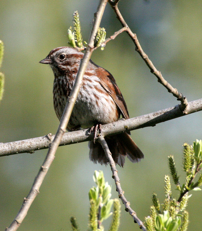 BIRD - SPARROW - SONG SPARROW - LAKE FARM WOODS.JPG