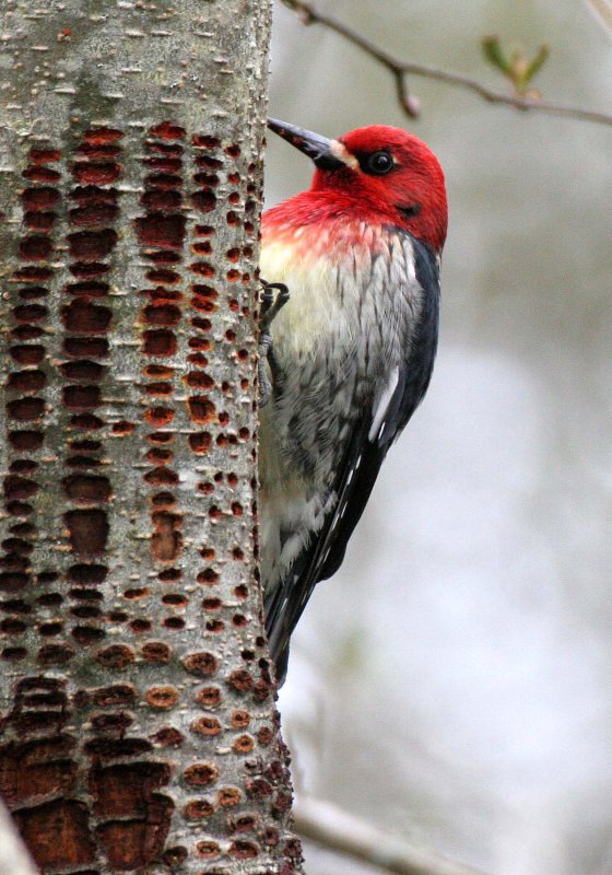 BIRD - WOODPECKER - SAPSUCKER - RED-BREASTED SAPSUCKER - SPHYRAPICUS RUBER - LAKE FARM TRAILS WA (44).JPG