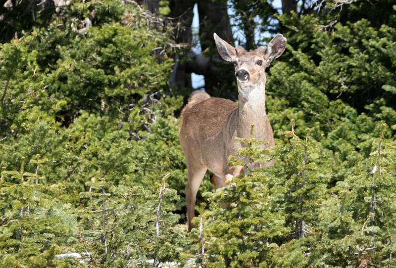 CERVID - DEER - BLACK-TAILED DEER - HURRICANE RIDGE.jpg