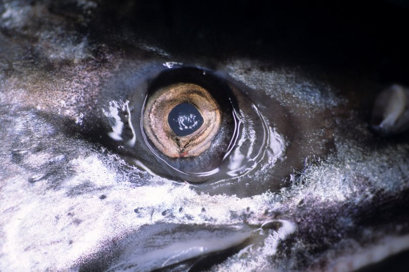 FISH - SALMON CULTURE (4).jpg