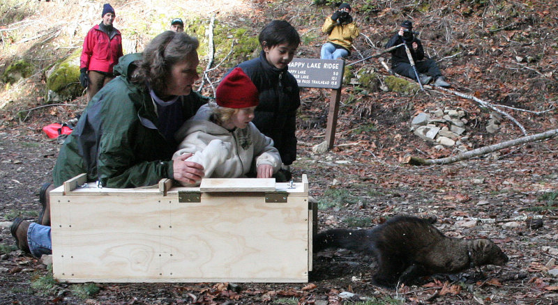 MUSTELID - FISHER RELEASE JAN 2008 - OLYMPIC NATIONAL PARK