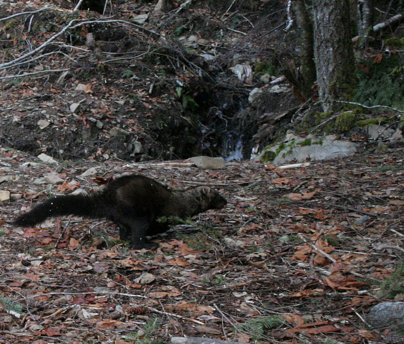 MUSTELID - FISHER RELEASE JAN 2008 - OLYMPIC NATIONAL PARK