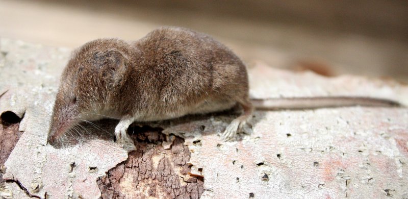 INSECTIVORE - SHREW - VAGRANT SHREW - SOREX VAGRANS - LAKE FARM TRAILS NEAR CREAK, WASHINGTON.JPG