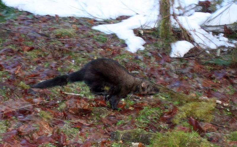 MUSTELID - FISHER - RELEASE IN HOH RAINFORET - JAN 17 2009 (4).jpg