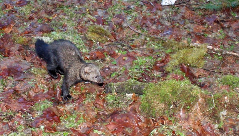MUSTELID - FISHER - RELEASE IN HOH RAINFORET - JAN 17 2009 (49).jpg