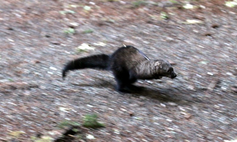 MUSTELID - FISHER - RELEASE ON 21 DECEMBER 2009 AT WISKER BEND TRAIL HEAD AND SOL DUC CAMPGROUND ONP (104).JPG