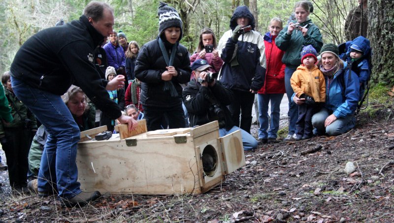 MUSTELID - FISHER - RELEASE ON 21 DECEMBER 2009 AT WISKER BEND TRAIL HEAD AND SOL DUC CAMPGROUND ONP (12).JPG