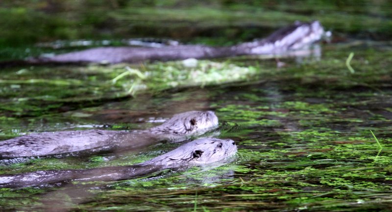 MUSTELID - OTTER - RIVER OTTER - HOH RAINFOREST WA (14).JPG