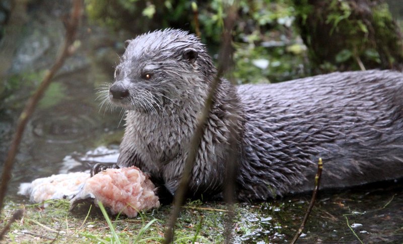 MUSTELID - OTTER - RIVER OTTER - HOH RAINFOREST WA (25).JPG