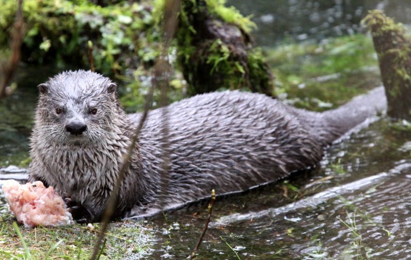 MUSTELID - OTTER - RIVER OTTER - HOH RAINFOREST WA (36).JPG