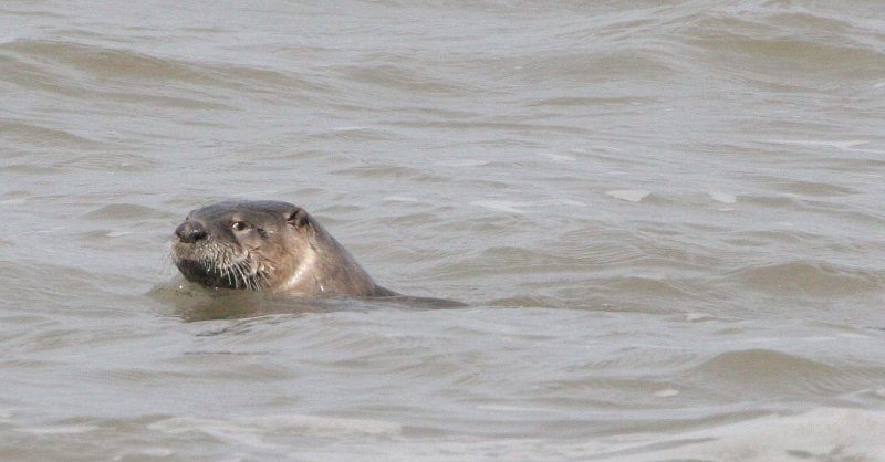 MUSTELLID - OTTER - RIVER OTTER - LAKE FARM BEACH WA A (14).jpg