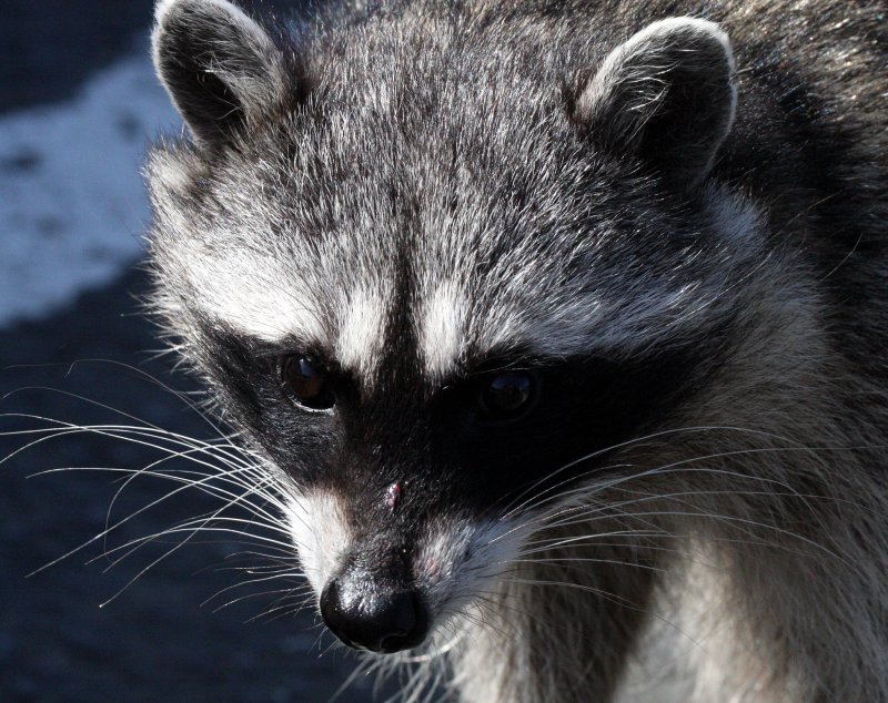 RACOON - NORTHERN RACOON - PORT ANGELES WA (7).JPG