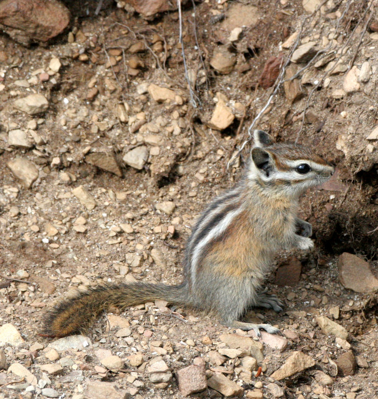 RODENT - CHIPMUNK - OLYMPIC YELLOW-PINE CHIPMUNK - OLYMPIC NATIONAL PARK (23).JPG