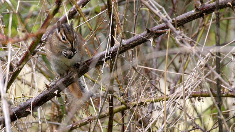 RODENT - CHIPMUNK - TOWNSENDS CHIPMUNK - LAKE FARM WA (5).JPG