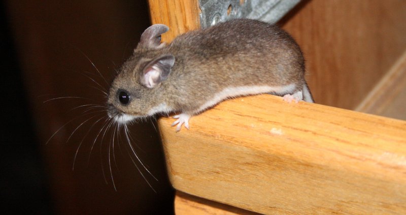 RODENT - MOUSE - NORTH AMERICAN POCKET MOUSE - PEROMYSCUS - LAKE FARM TRAILS - IN OUR CONTAINERS (3).JPG