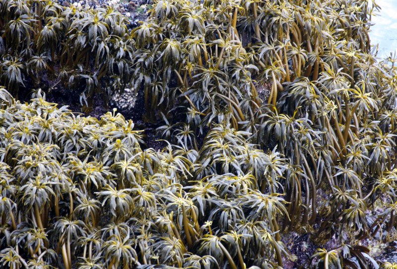 ALGAE - MARINE ALGAE - POLSTELSIA SPECIES - CAPE FLATTERY WA.JPG