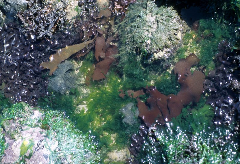 ALGAE - MIXED ASSEMBLAGE.jpg