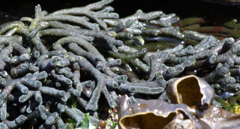 ALGAE - SEA STAGHORN - CODIUM FRAGILE - SALT CREEK WA.JPG
