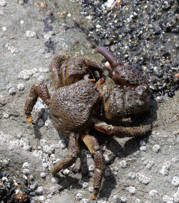 Granular Claw Crab (Oedignathus inermis)