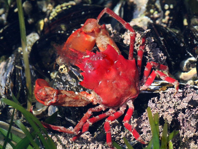 INVERT - MARINE INTERTIDAL - ARTHROPODA - CRAB - KELP CRAB - PUGETTIA PRODUCTA - SALT CREEK WA.JPG