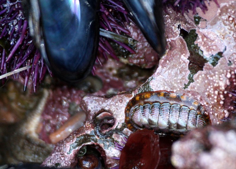 INVERT - MARINE INTERTIDAL - BARNACLE - THATCHED ACRORN BARNACLE - SALT CREEK WA (2).JPG