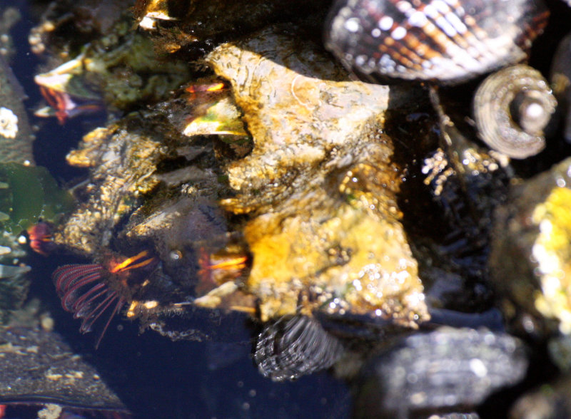 INVERT - MARINE INTERTIDAL - BARNACLE - THATCHED ACRORN BARNACLE - SALT CREEK WA.JPG