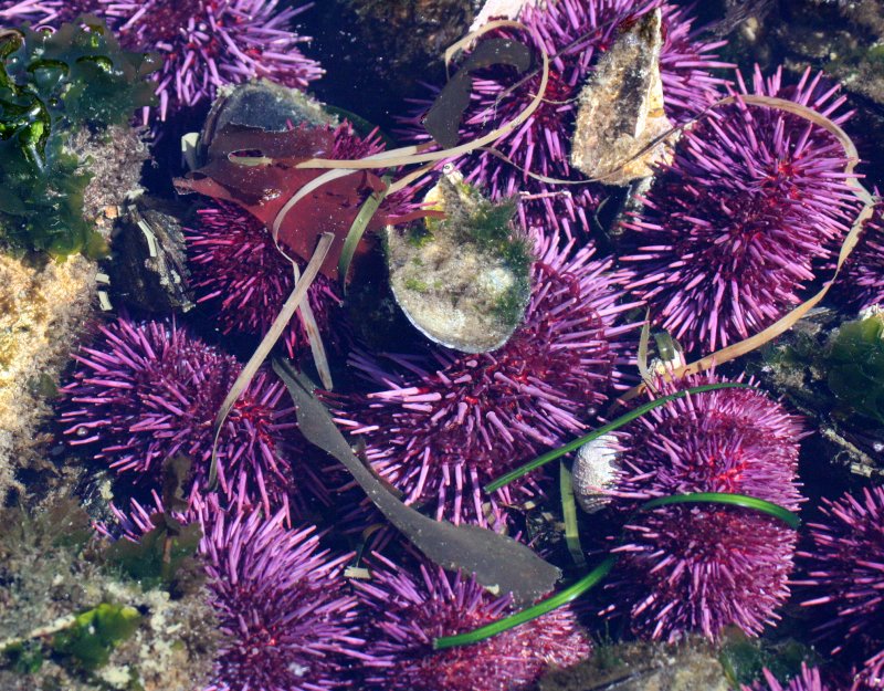 INVERT - MARINE INTERTIDAL - ECHINODERM - SEA URCHIN - PURPLE SEA URCHIN - SALT CREEK WA (2).JPG
