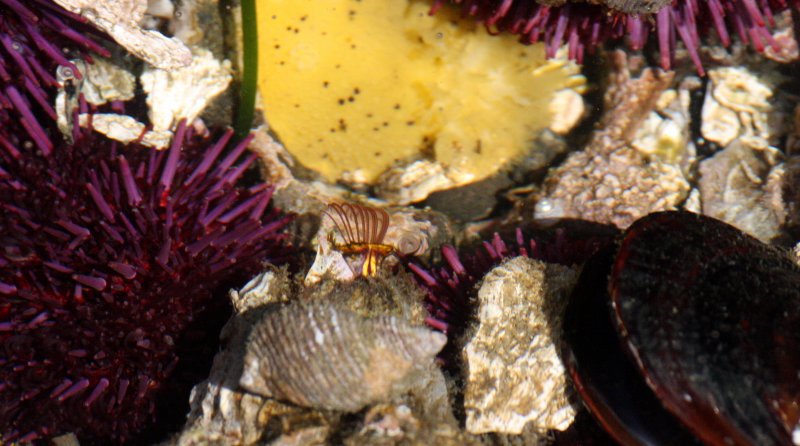 INVERT - MARINE INTERTIDAL - MOLLUSCA - NUDIBRANCH - MONTEREY DORID - DORIS MONTEREYENSIS - SALT CREEK WA (9).JPG
