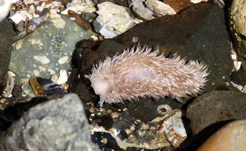 INVERT - MARINE INTERTIDAL - NUDIBRANCH - SHAGGY-RUG NUDIBRANCH - AEOLIDIA PAPILLOSA - SALT CREEK WA (4).JPG