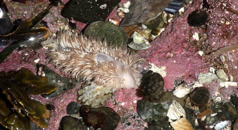 INVERT - MARINE INTERTIDAL - NUDIBRANCH - SHAGGY-RUG NUDIBRANCH - AEOLIDIA PAPILLOSA - SALT CREEK WA.JPG