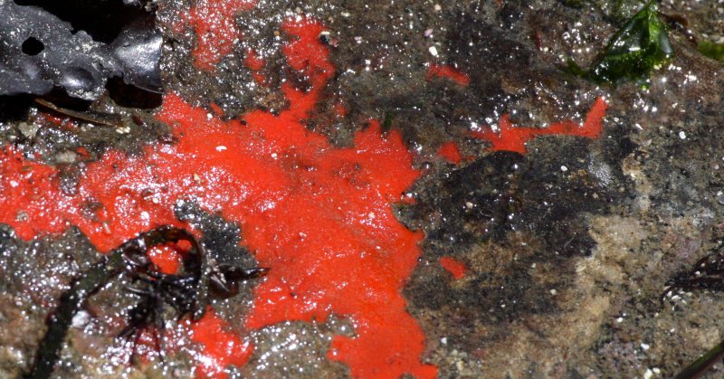 INVERT - MARINE INTERTIDAL - PORIFERA - SPONGE - VELVETY RED SPONGE - OPHLITASPONGIA PENNATA - SALT CREEK WA.JPG