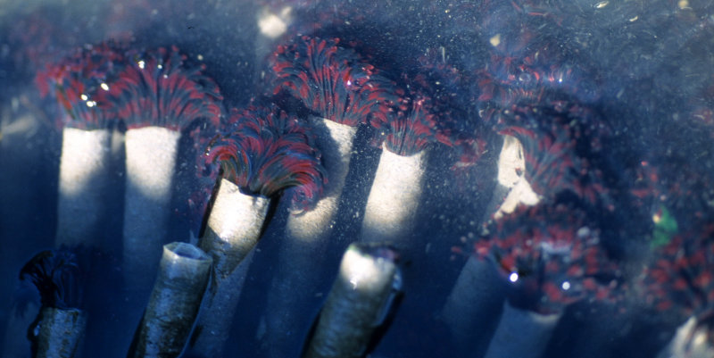 INVERTS - INTERTIDAL - ANNELIDA - FEATHER DUSTER WORMS (7).jpg