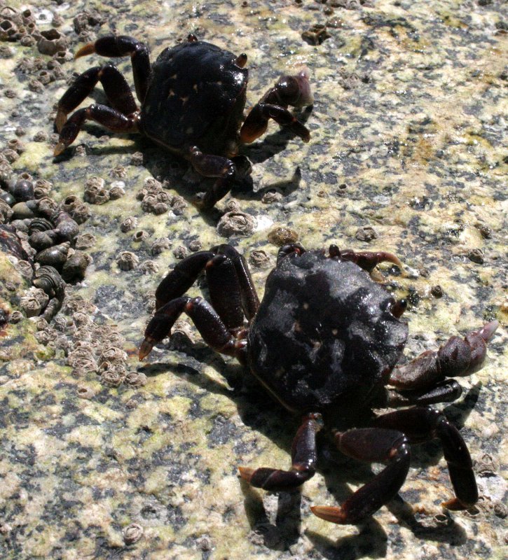 INVERTS - INTERTIDAL - ARTHROPODA - SHORE CRAB - PACHYGRAPSUS SPECIES - LAKE FARM TIDAL POOLS WA (6).JPG