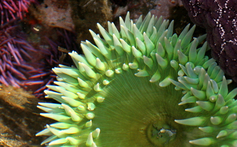 INVERTS - INTERTIDAL - CNIDARIAN - ANTHOPLEURA XANTHOGRAMMICA - GREEN SEA ANEMONE - TONGUE POINT WA (5).JPG