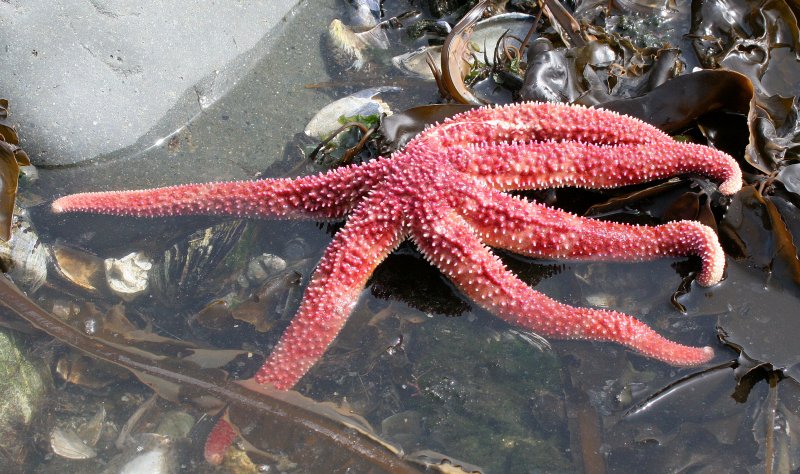 INVERTS - INTERTIDAL - ECHINODERM - RAINBOW SEA STAR - TONGUE POINT WA.JPG