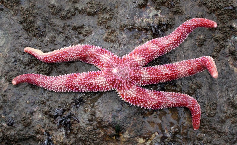 INVERTS - INTERTIDAL - ECHINODERM - SEA STAR - RED AND WHITE STRIPED - LAKE FARMS WA (3).JPG