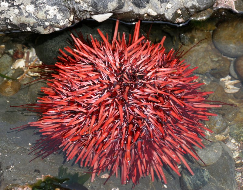 INVERTS - INTERTIDAL - ECHINODERM - URCHIN - RED URCHIN - TONGUE POINT SALT CREEK WA (4).JPG