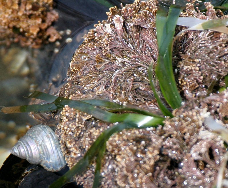 INVERTS - INTERTIDAL - MOLLUSCA - SNAIL - TURBIN SNAIL - TONGUE POINT WA.JPG