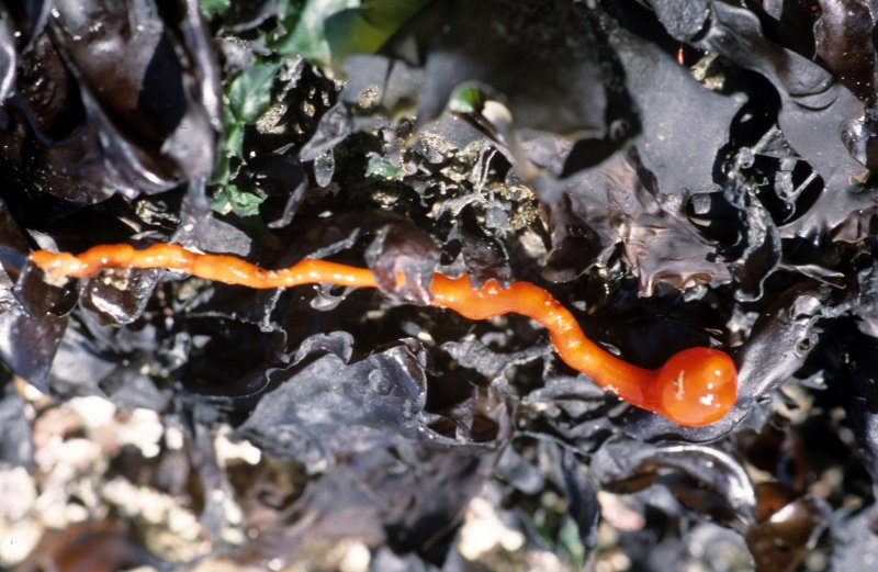 INVERTS - INTERTIDAL - NEMERTEAN - BLOOD WORM.jpg