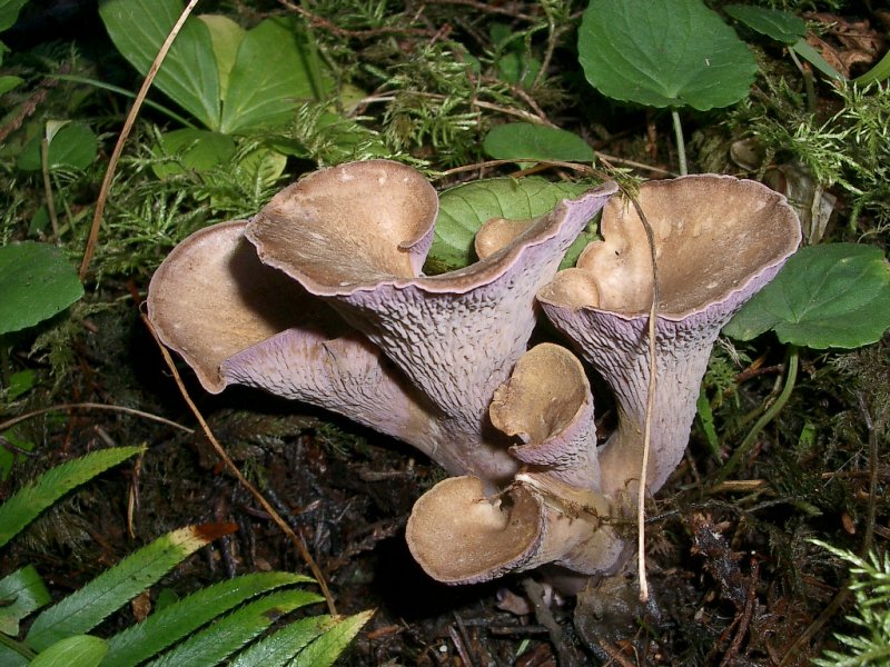 Polyozellus multiplex clustered blue chanterelle.JPG