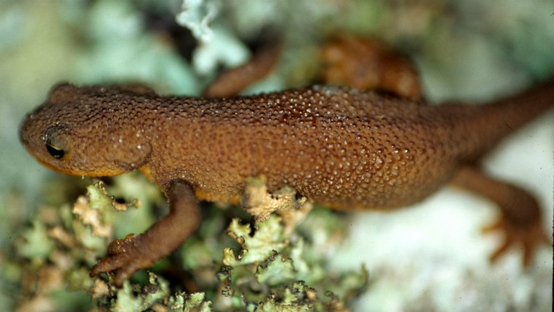 AMPHIBIAN - NEWT - ROUGH-SKINNED - LAKE FARM TRAILS (2).jpg